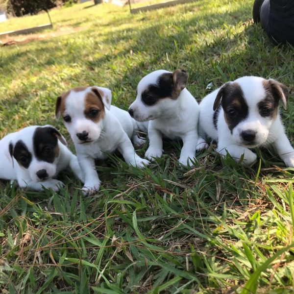 Excelência na criação e vendas de cães de companhia.