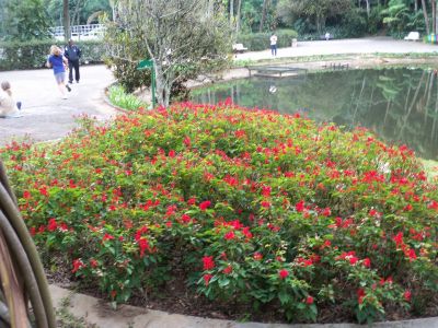 Jardinagem Especializada
