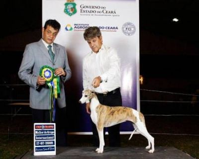 Whippet, Linhagem de campeões, filhotes tigrados e azuis R$1.500