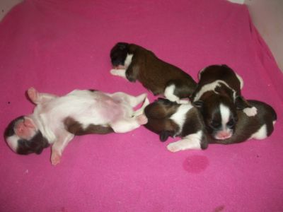 Shih-tzus pra reservas  3 machos e 1 Femea 