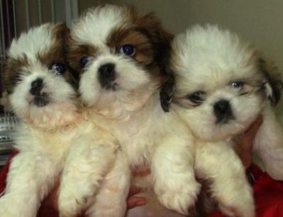 Pet Shop, venda, shih tzu, Porto Alegre,