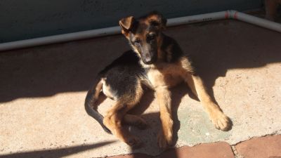 Filhotes da Pastor Alemão capa preta 