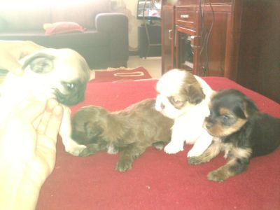 PUG, SHIH TZU E YORK SHIRE FEMEAS