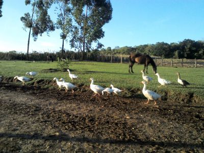 Gansos Baratos - Pra acabar