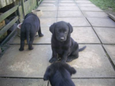 Lindos filhotes de labrador