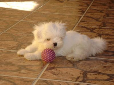 Vendem-se Lindos Filhotes De Lhasa Apso!!!