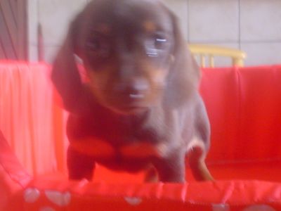 Lindo filhote dasch/teckel mini chocolate