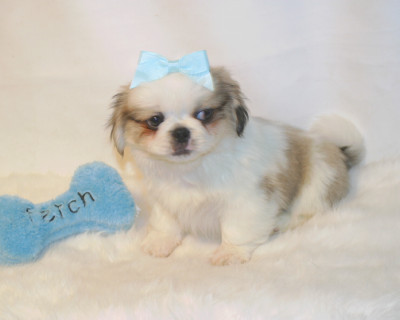    pikingese para vender.