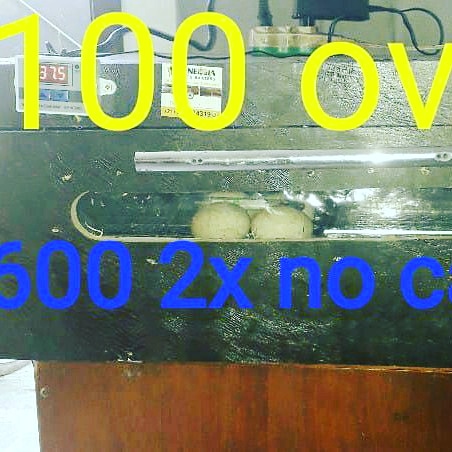 Chocadeira 100 ovos automática digital