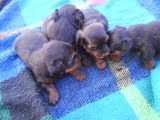 Yorkshire terrier  macho R$500