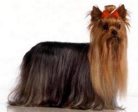 Filhotes de yorkshire, muito lindos. R$800