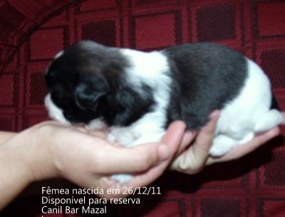 Filhotes de shih tzu