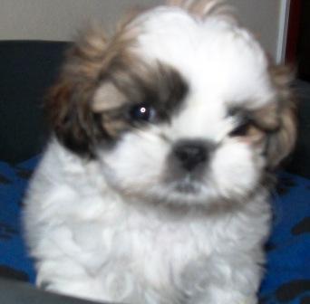 Pet Shop, venda, shih tzu, Porto Alegre,