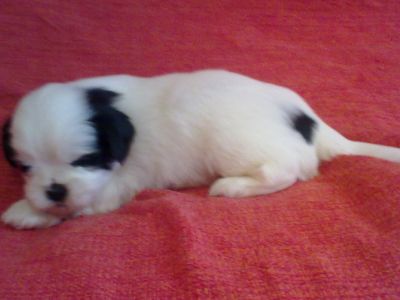 Filhotes Machos e Fêmeas de Lhasa Apso p/ venda 