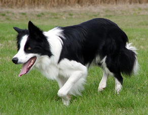 Gostaria de ter um Border Collie, se alguém puder me doar um filhote,ficarei muito agradecido.