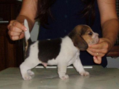 venda de lindos filhotes de bagle