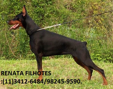 Filhotes de Dobermann à venda em SP e ABc