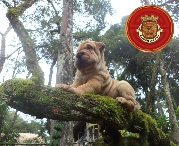 Filhotes de Sharpei