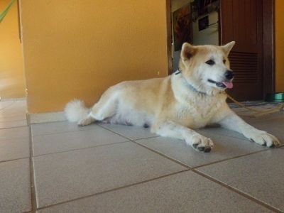 AKITA INU
