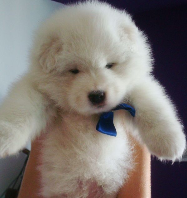 Filhotes de Samoieda para Reserva