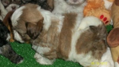 filhotes de shihtzu