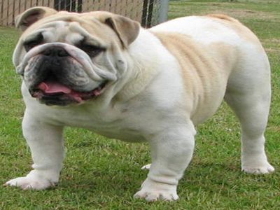 Jw Terapeuta de Cães