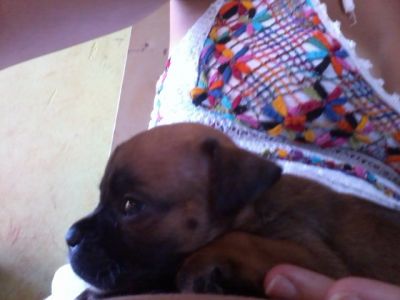 Filhotes de Boxer !!!