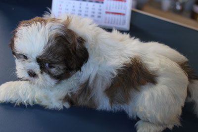Canil puppy of life- vd filhotes shih tzu-SP