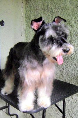 CURSO DE BANHO E TOSA