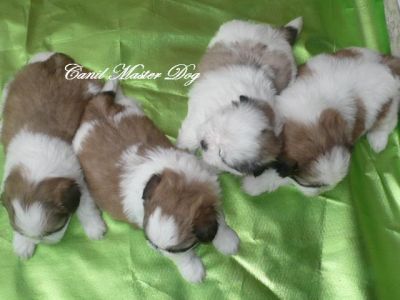 FEMINHA SHIH-TZU R$ 900,00