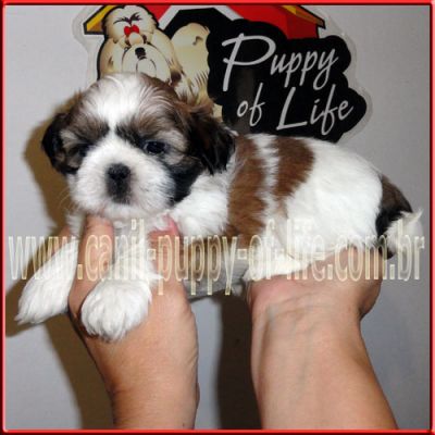 Canil puppy-vd filhotes shih tzu