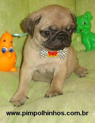 Filhotes de Pug Machinhos Abricot