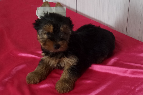 Filhotes de Yorkshire Terrier
