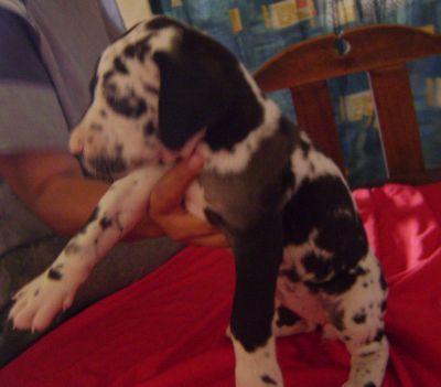 VENDO FILHOTES DE DOGALEMAO