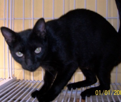 Pet shop, doação, felino, gata, porto alegre,