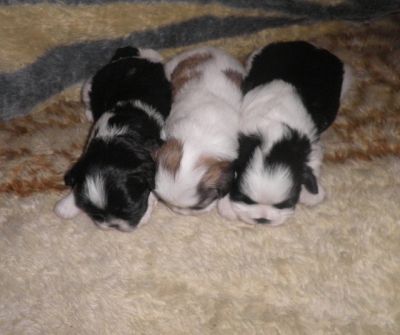 Filhotes de Lhasa Apso