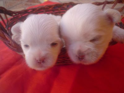 Pequeninos filhotes de Lhasa Apso Brancos