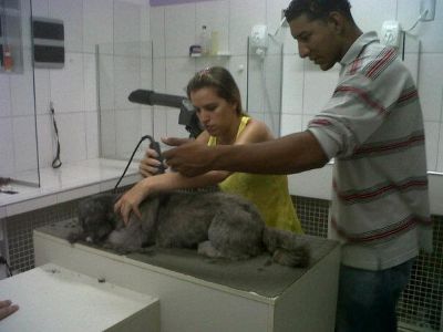 CURSO DE BANHO ,TOSA E ESTÉTICA - PROFISSIONALIZANTE