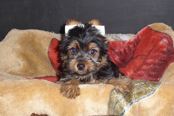 Filhote macho de Yorkie