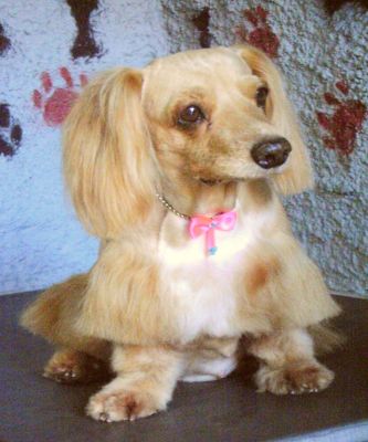 CURSO DE BANHO E TOSA