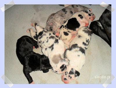 Vendo Lindos filhotes de  Dogue  alemão