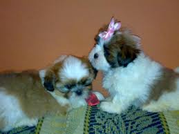 CASA  DO TREM shih tzu disponíveis para adoção.