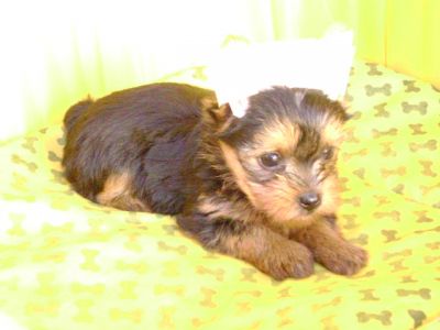 Vendem-se Lindos Filhotes De Yorkshire!!!