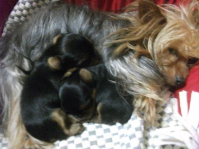 filhotes de yorkshire e shih tzu