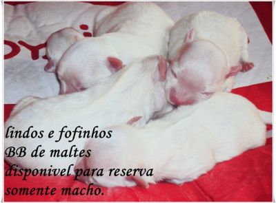 tenho lindos filhotes de maltes para reserva