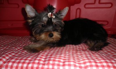 Yorkshire Fêmea - 7 meses