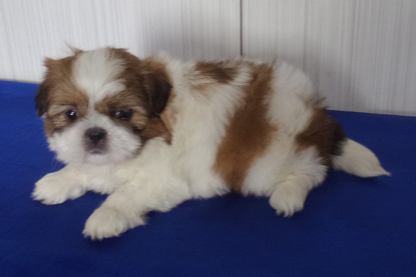 Filhotes de Shih Tzu Macho