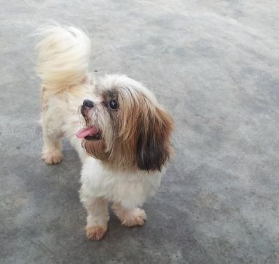 Doa-se Lhasa Apso