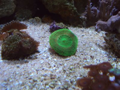 Vende-se peixes e corais 