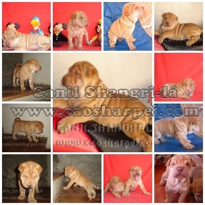 SHARPEI & CHOW-CHOW, OS CÃEZINHOS MAIS FOFOS DO MUNDO